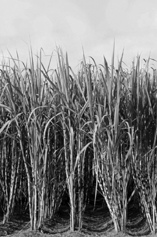 Sakthi Sugars Limited